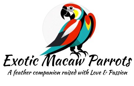 Exotic macaw parrots