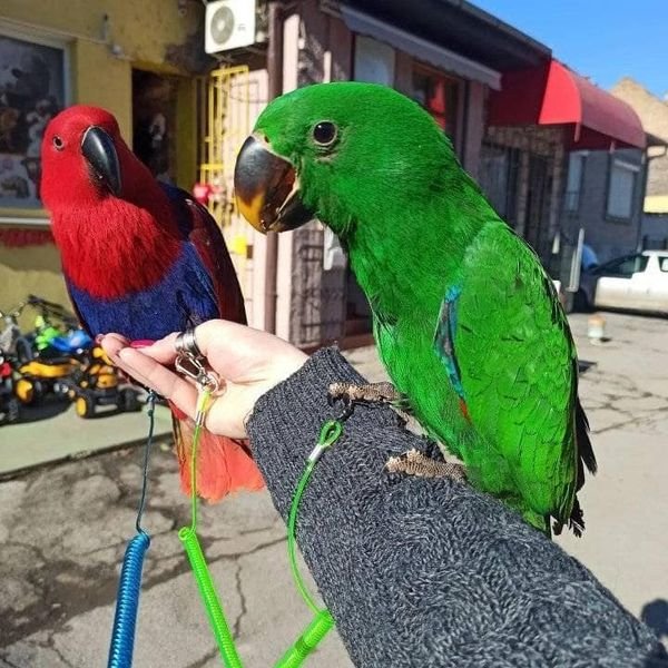 Exotic macaw parrots shop