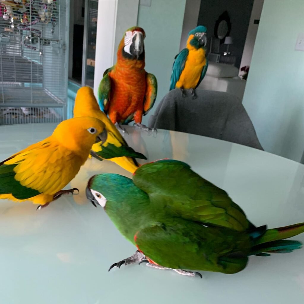 Exotic macaw parrots shop