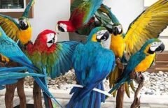 Exotic macaw Parrot Shop